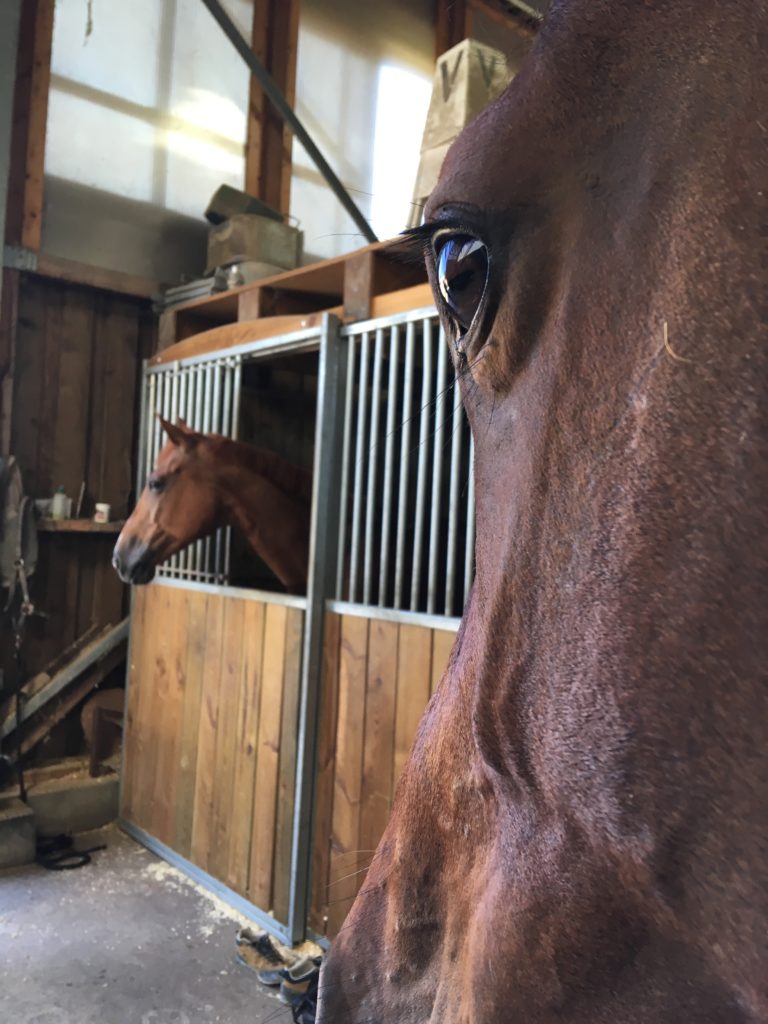 chevaux dans box