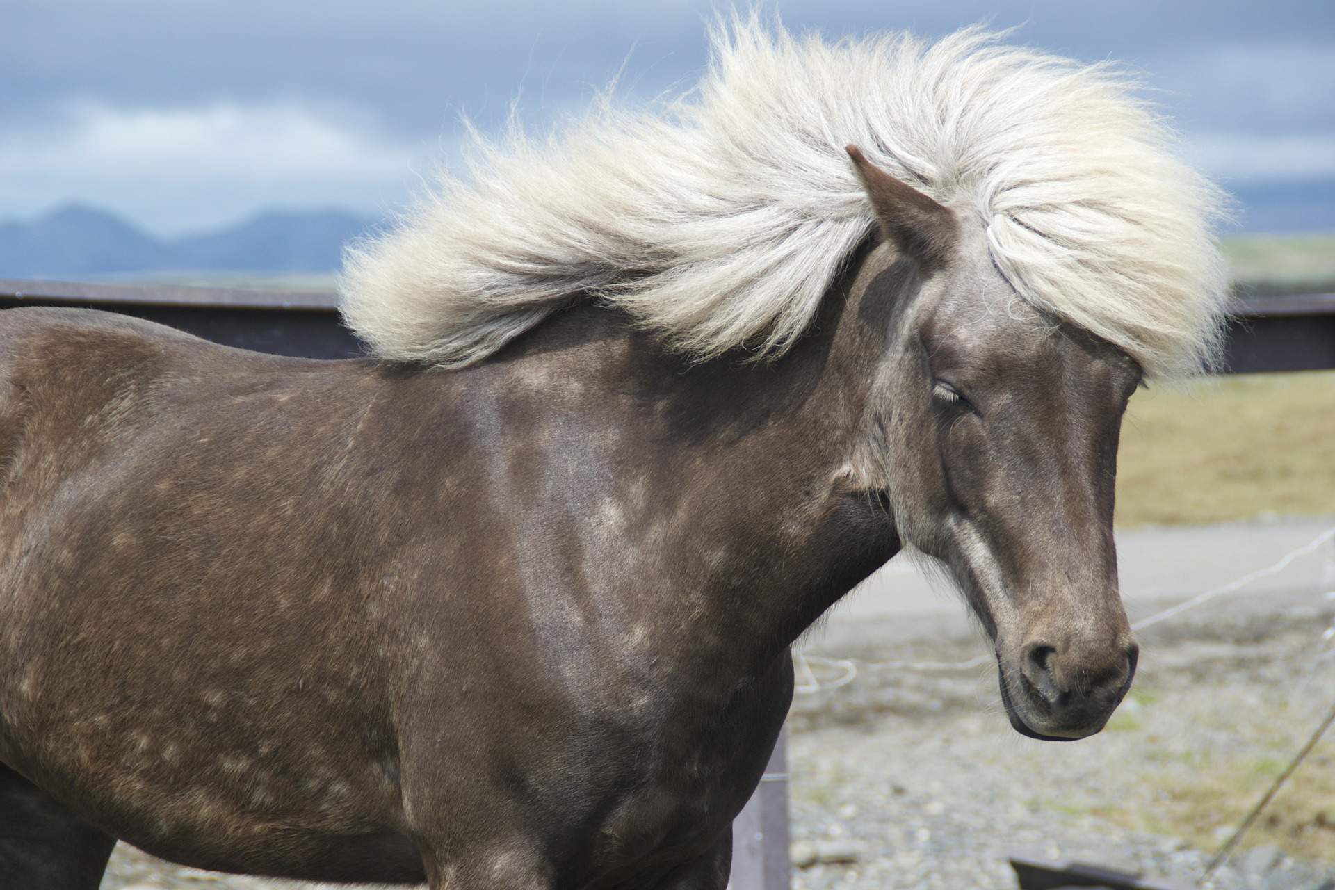 Produit : Brosse à crinière - Soin des crins du cheval