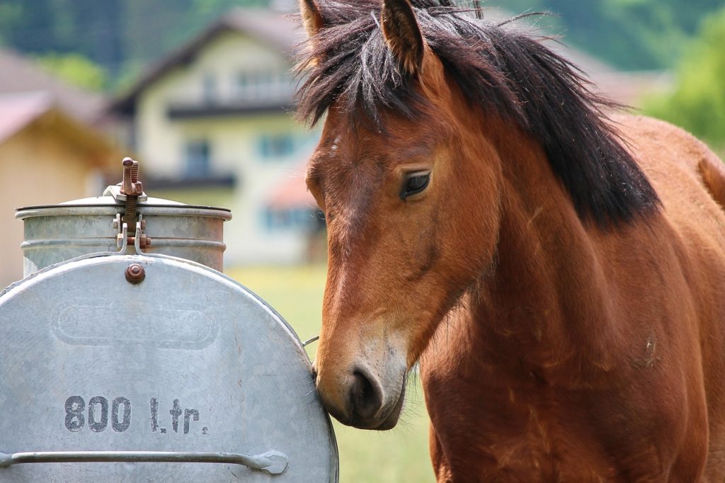 Kozysocks Le Blog A Cheval Sur Les Conseils En Equitation Kozysocks Le Blog A Cheval Sur Les Conseils En Equitation