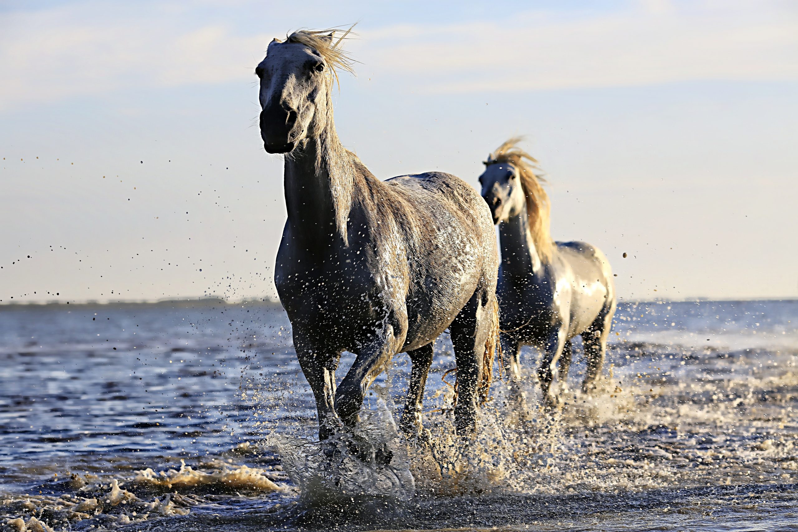 Mustangs au galop