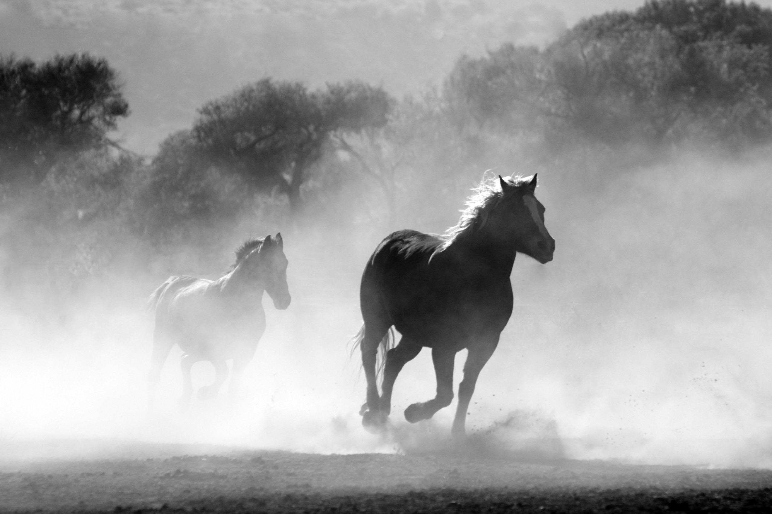 Mustangs au galop